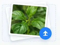 Upload a clear plant photo to identify plants online with ePlant AI