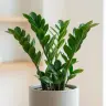 Glossy pinnate leaves of a Zanzibar gem plant, Zamioculcas zamiifolia