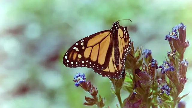 Monarch butterfly with broad orange and black scaled wings for insect ID by photo