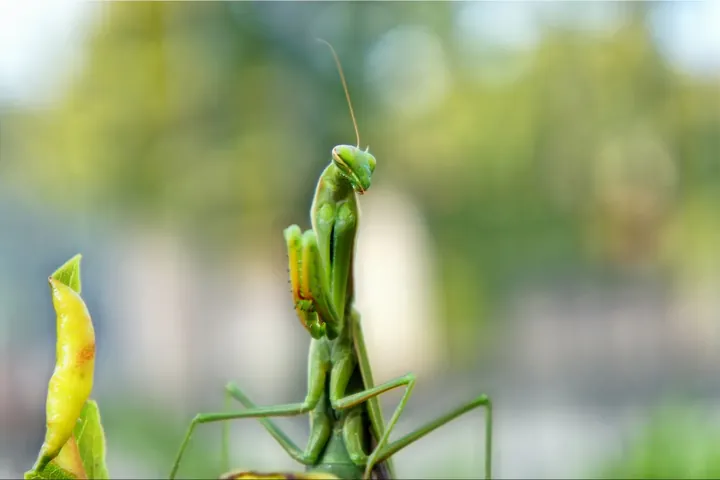 Praying mantis sample for AI insect identifier