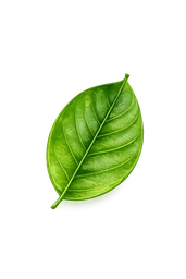 Wenge leaf sample for plant identification