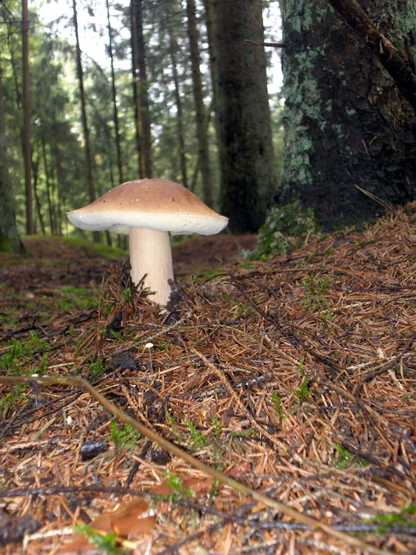 Boletus sample for AI mushroom identifier