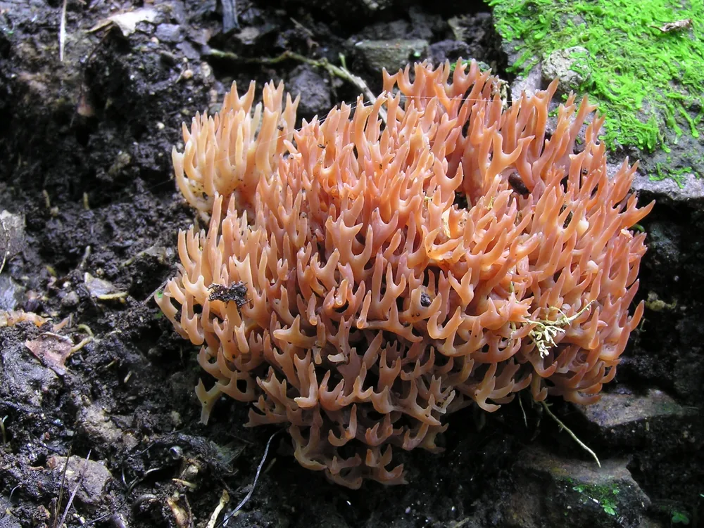 Coral fungus sample for AI mushroom identifier