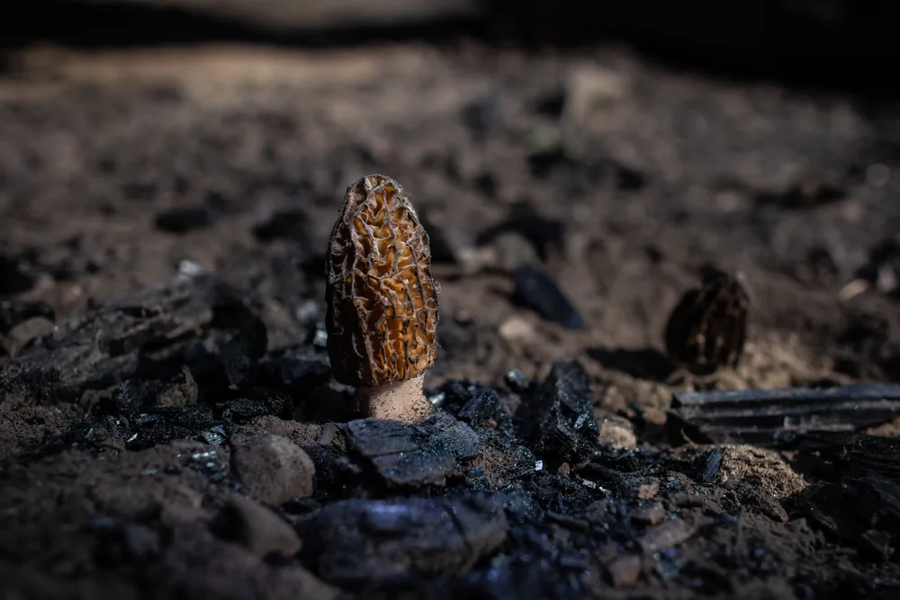 Morel sample for AI mushroom identifier