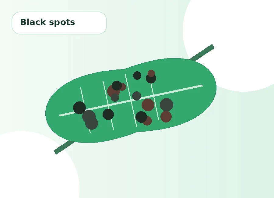 Black spots on plant leaves for AI disease diagnosis