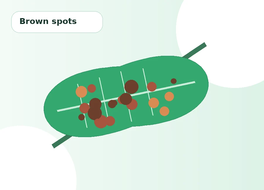 Brown spots on a plant leaf for disease identification