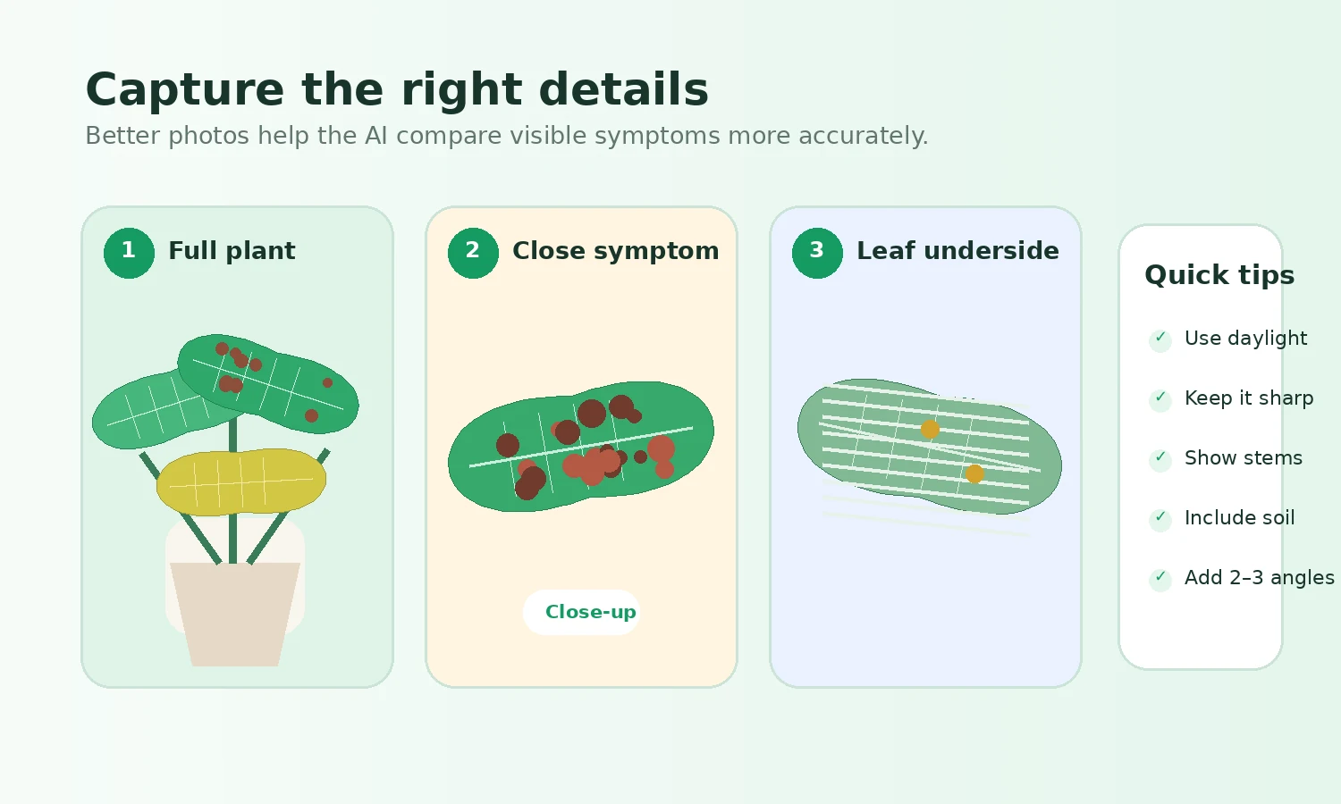 How to photograph the full plant, close symptoms and leaf underside for AI plant diagnosis