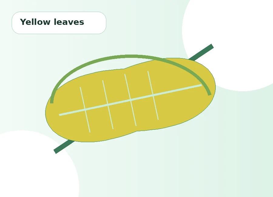Yellow plant leaves for online plant diagnosis